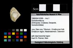 Foto (Objekt + Etikett) von Goniodromites sp.  (NHMW-GEO-1990-0041-0399)